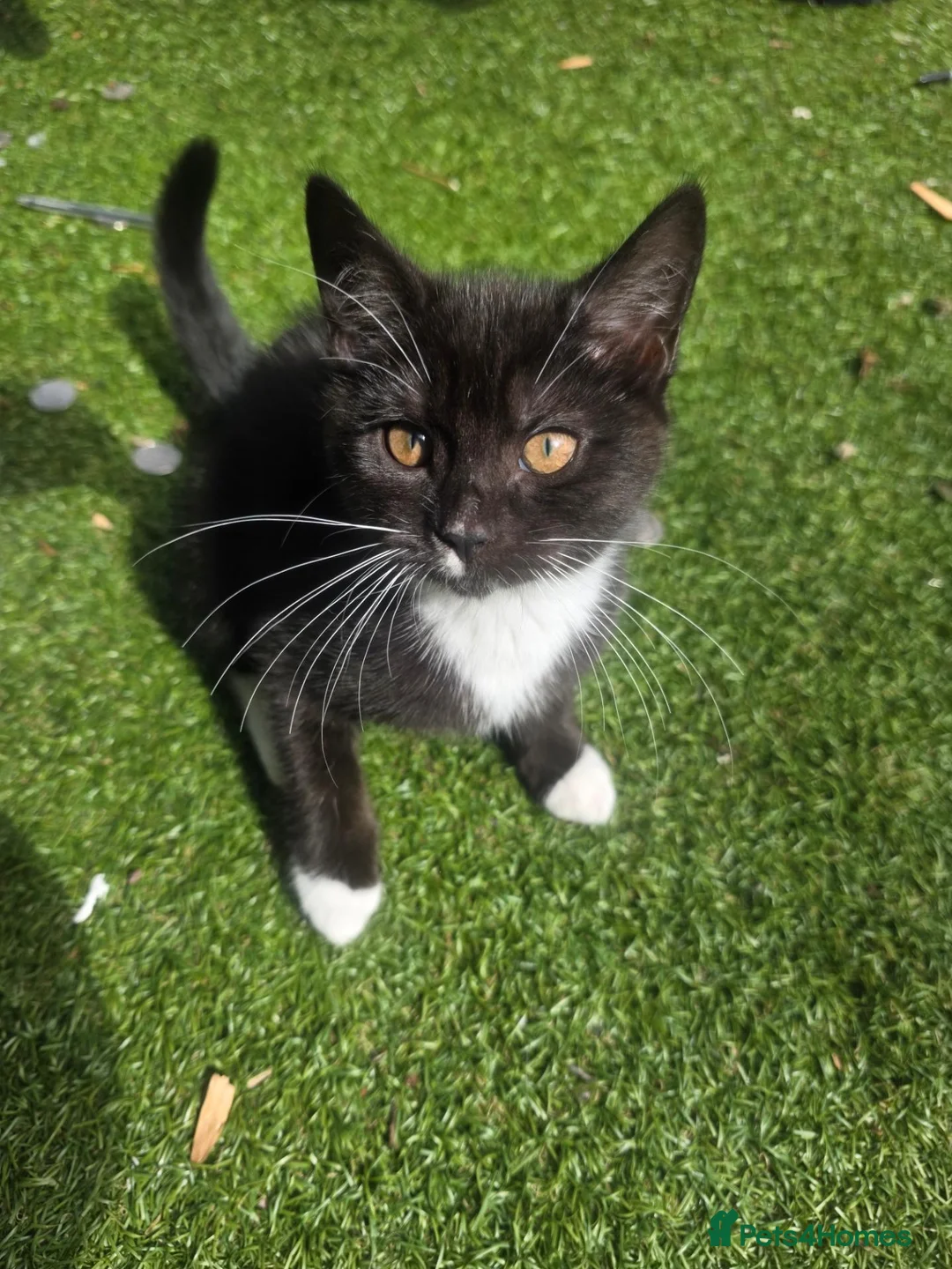 British Shorthair cats for sale: Half British shorthair cross DSH black & Tuxedo  in Sowerby Bridge - Advert 2