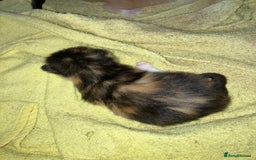 Mixed Breed cats for sale: 5 gorgeous kittens - Image 13