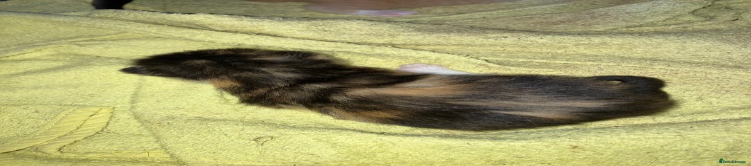 Mixed Breed Kitten 5
