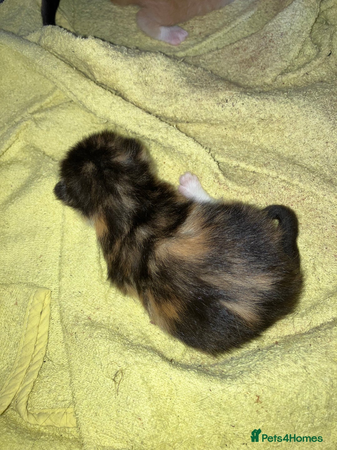 Mixed Breed cats for sale: 5 gorgeous kittens - Image 13