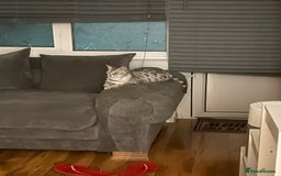 Bengal cats for sale: Silver charcoal bengals pets/queens/studs - Image 18