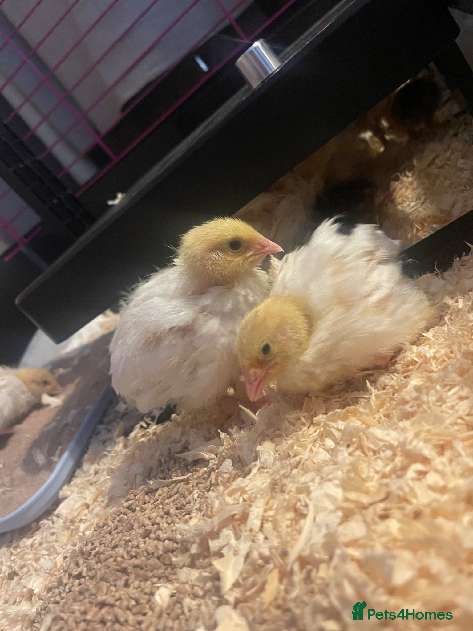Quail poultry for sale: ** FERTILE WHITE BRITISH QUAIL EGGS FOR SALE ** - Advert 6