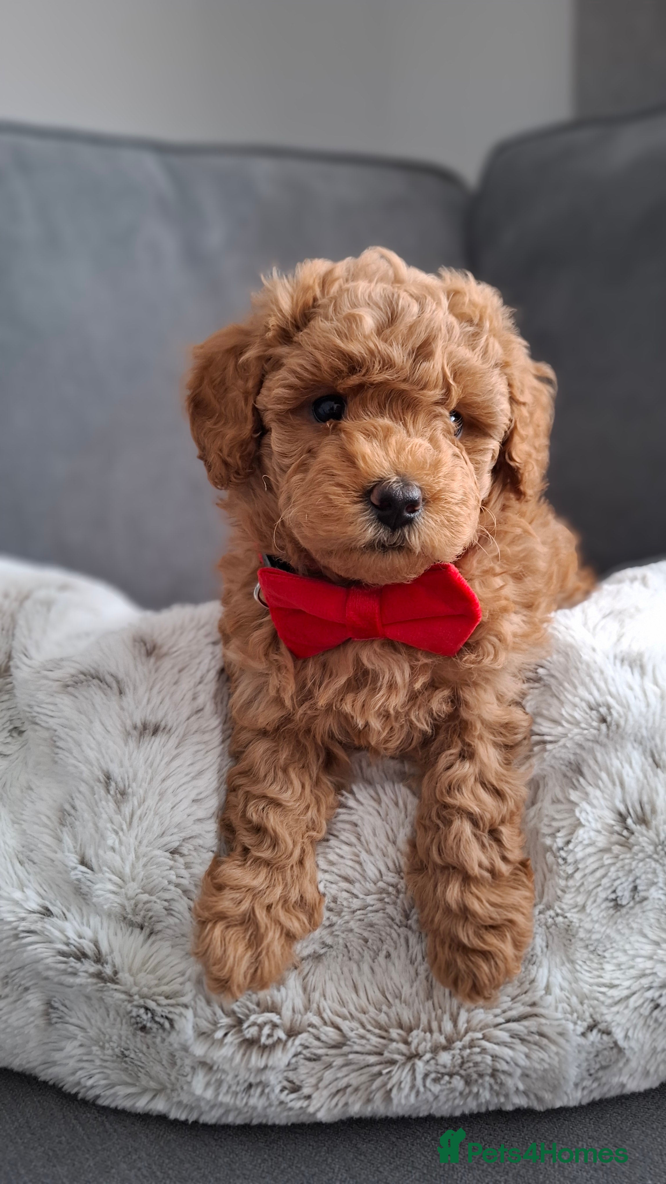 Maltipoo dogs Gorgeous maltipoo for sale - Advert 1