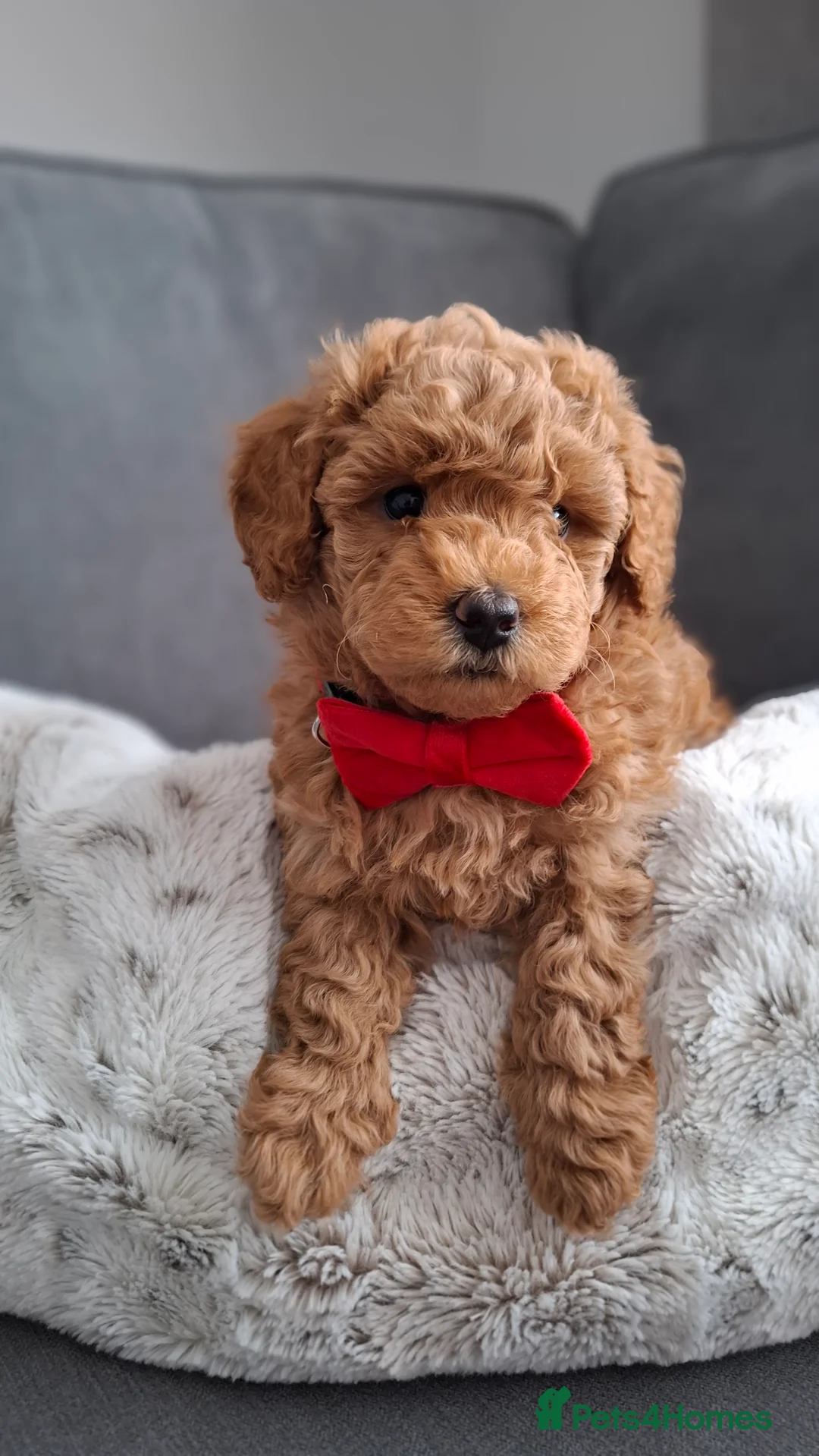 Maltipoo dogs for sale: Gorgeous maltipoo for sale - Advert 1