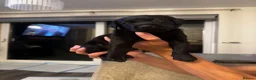 Labrador Retriever dogs for sale: KC registered Labrador puppies in Pontypool - Advert 15