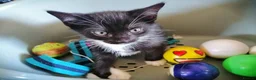 Mixed Breed cats for sale: Kittens - Advert 9
