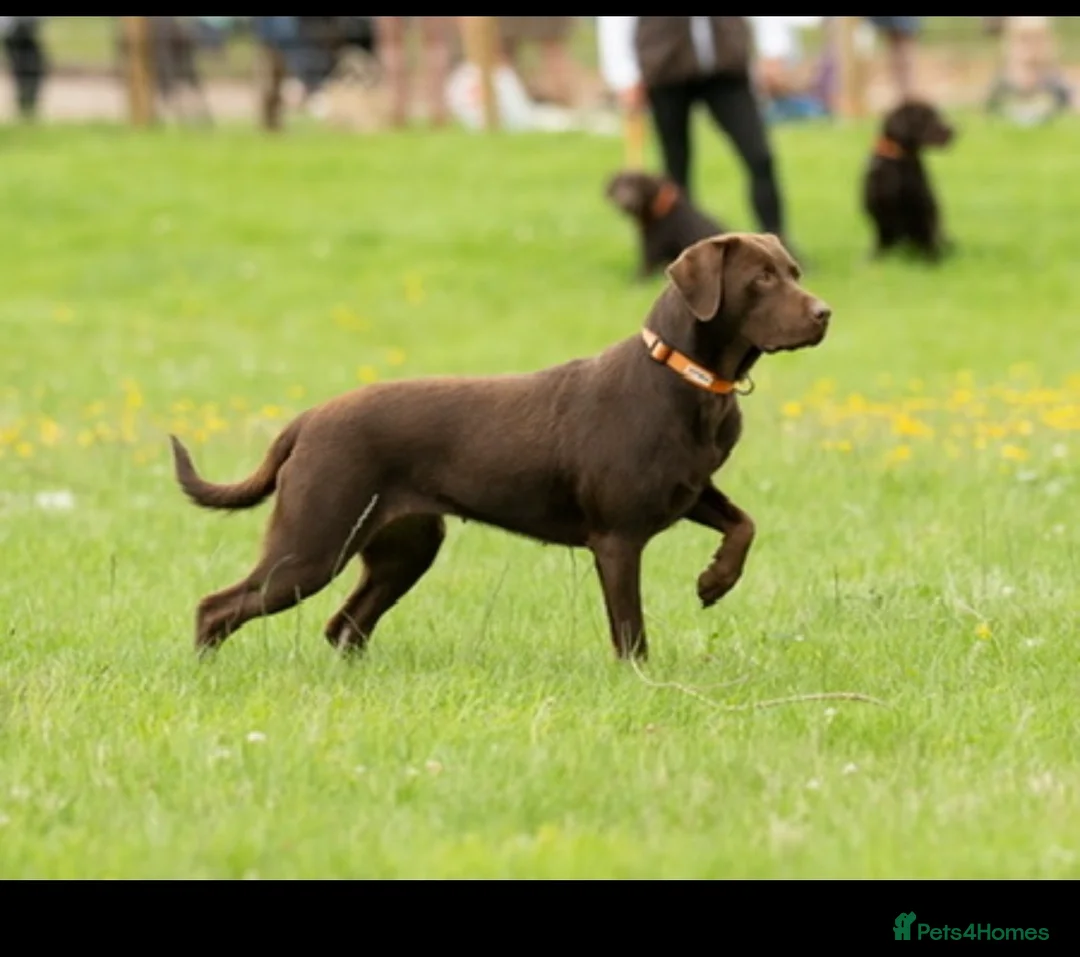 Labrador Retriever dogs for sale: Labrador puppies  in Coventry - Advert 1