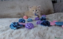 Maine Coon cats for sale: GCCF Registered Pedigree Maine Coon Kittens - Image 9
