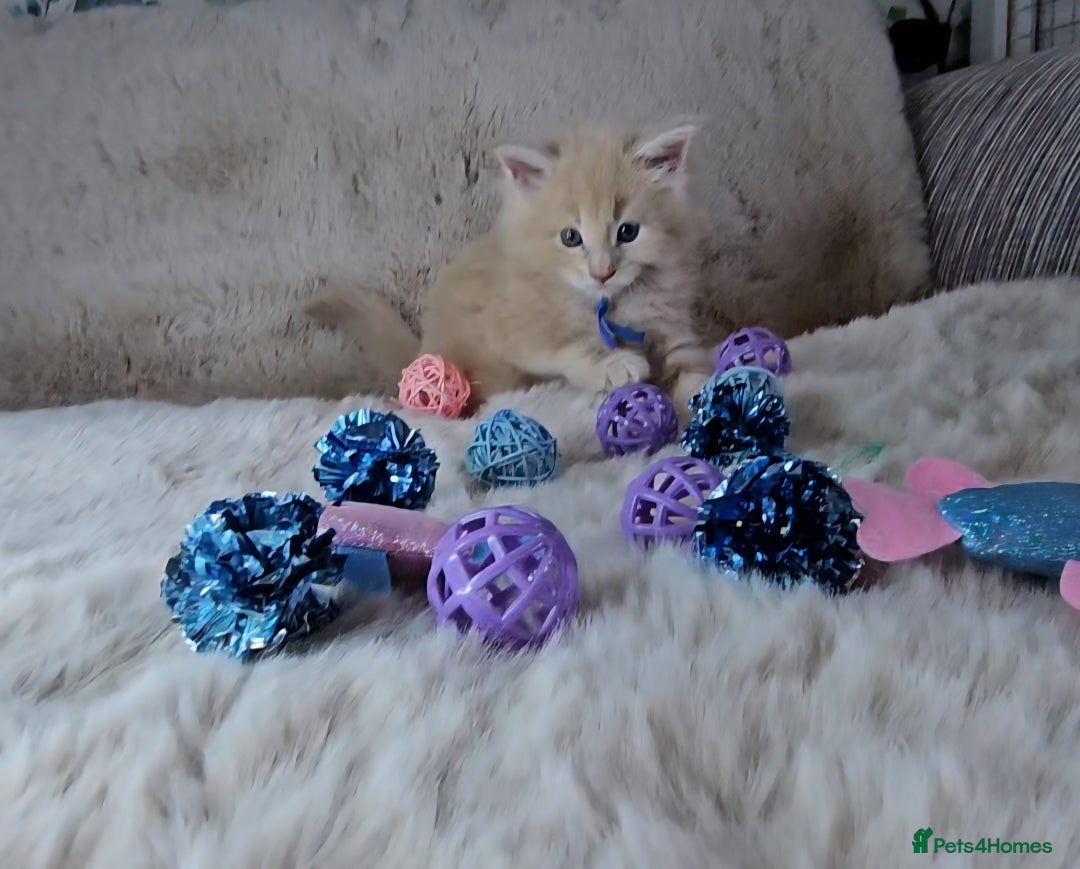 Maine Coon cats for sale: GCCF Registered Pedigree Maine Coon Kittens - Image 9