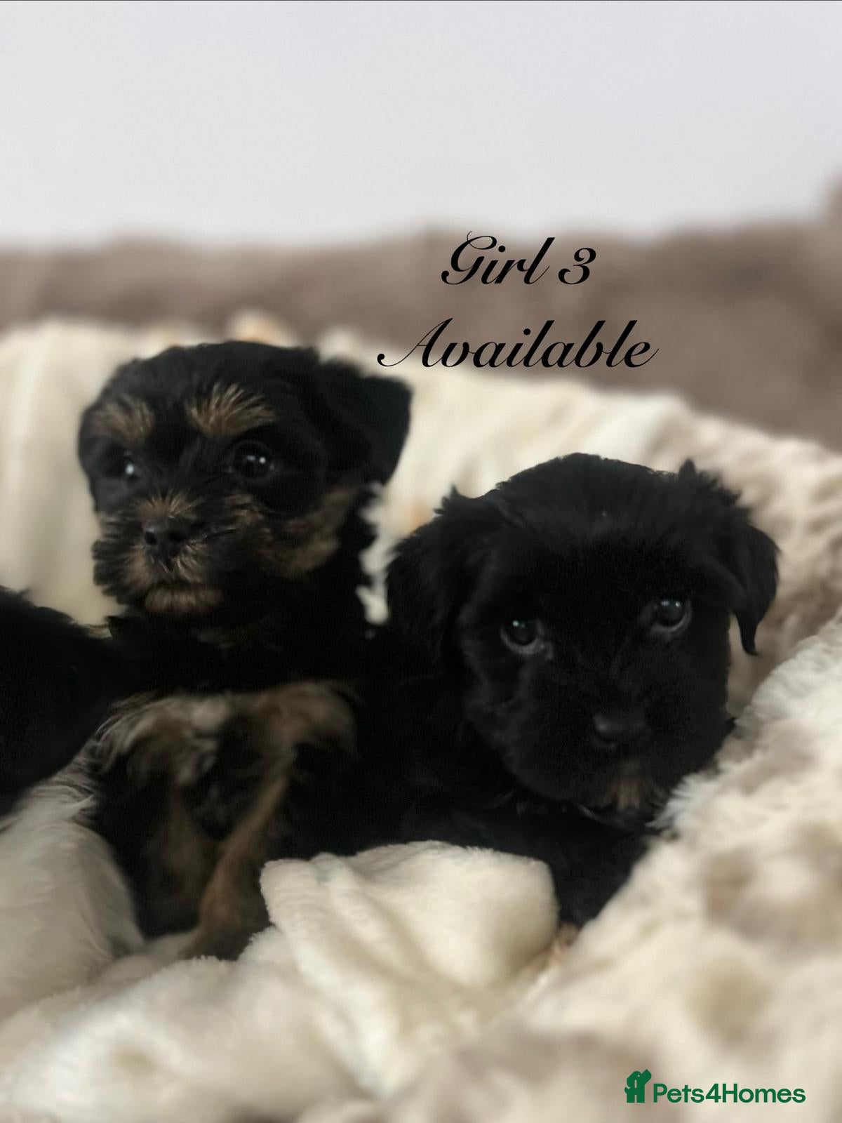 Shorkie dogs Two beautiful female shorkie pups ready to go - Advert 5