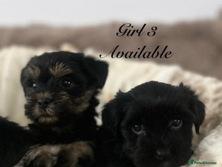Shorkie dogs Two beautiful female shorkie pups ready to go - Advert 5