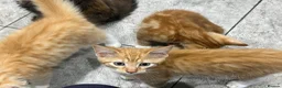 Mixed Breed cats for sale: Beautiful Friendly Kittens Ready for Loving Homes - Advert 30