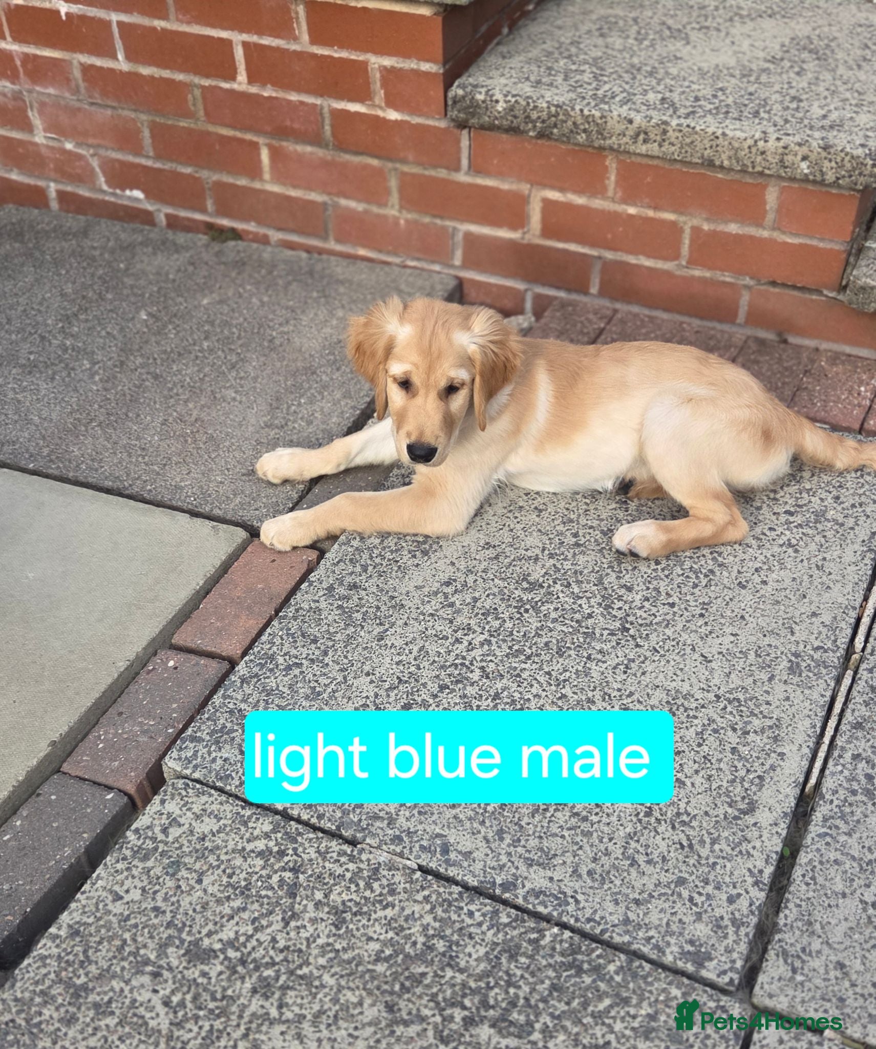 Golden Retriever dogs Beautiful natured pups fully vaccinated - Advert 2