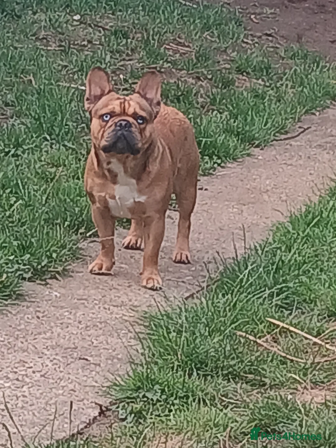 French Bulldog dogs for stud: Mr cryptic - Advert 1