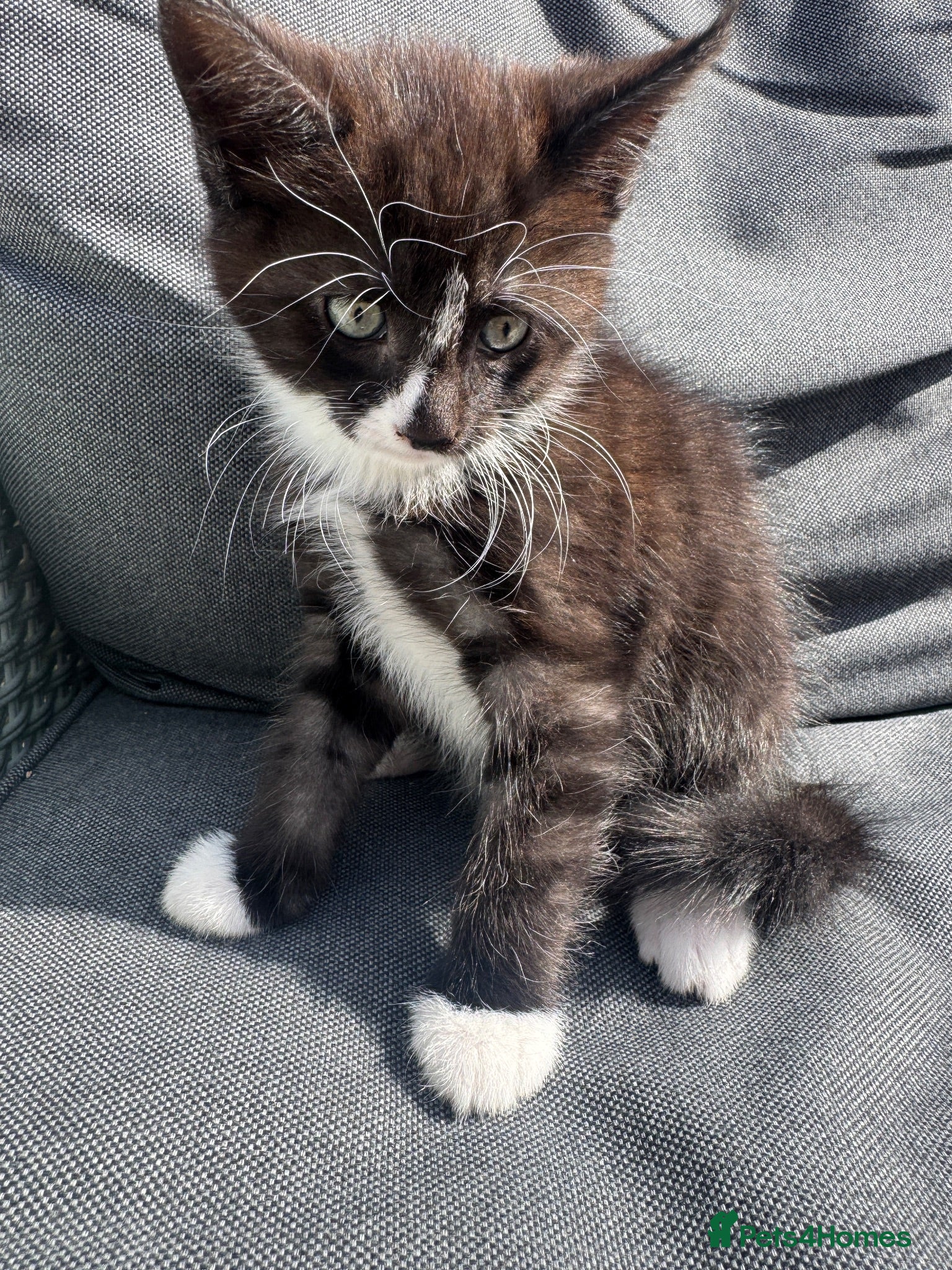 Mixed Breed cats Mainecoon cross. Mum full mainecoon pedigree - Advert 8