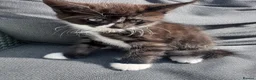 Mixed Breed cats for sale: Mainecoon cross. Mum full mainecoon pedigree - Advert 1
