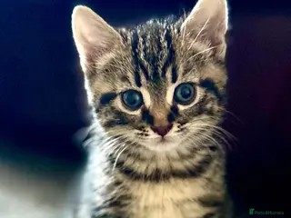 British Shorthair cats 3 Chunky Beautiful Cheeky Kittens - Advert 2