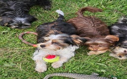 Yorkshire Terrier dogs for sale: 🤎 DNA tested parents-White Ocean Pearl boy 🤎 - Image 2