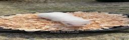 Ferret rodents for sale: Ferret Kits in Bury Saint Edmunds - Advert 3