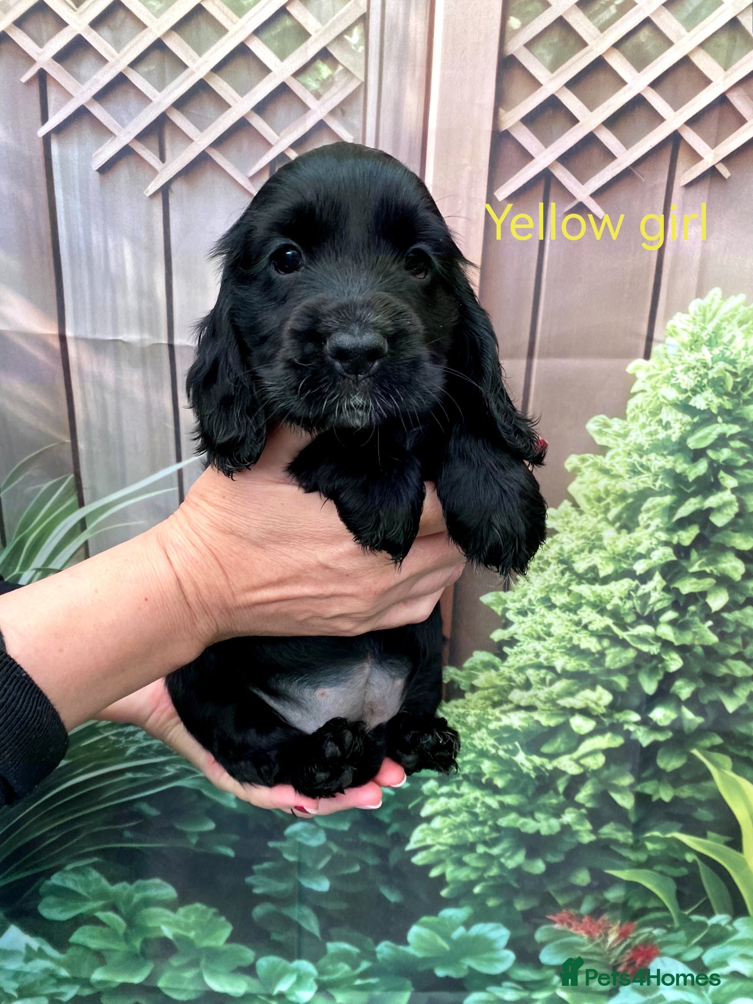 Cocker Spaniel dogs ☀️ DNA tested show type cocker spaniel girl ☀️ - Advert 2