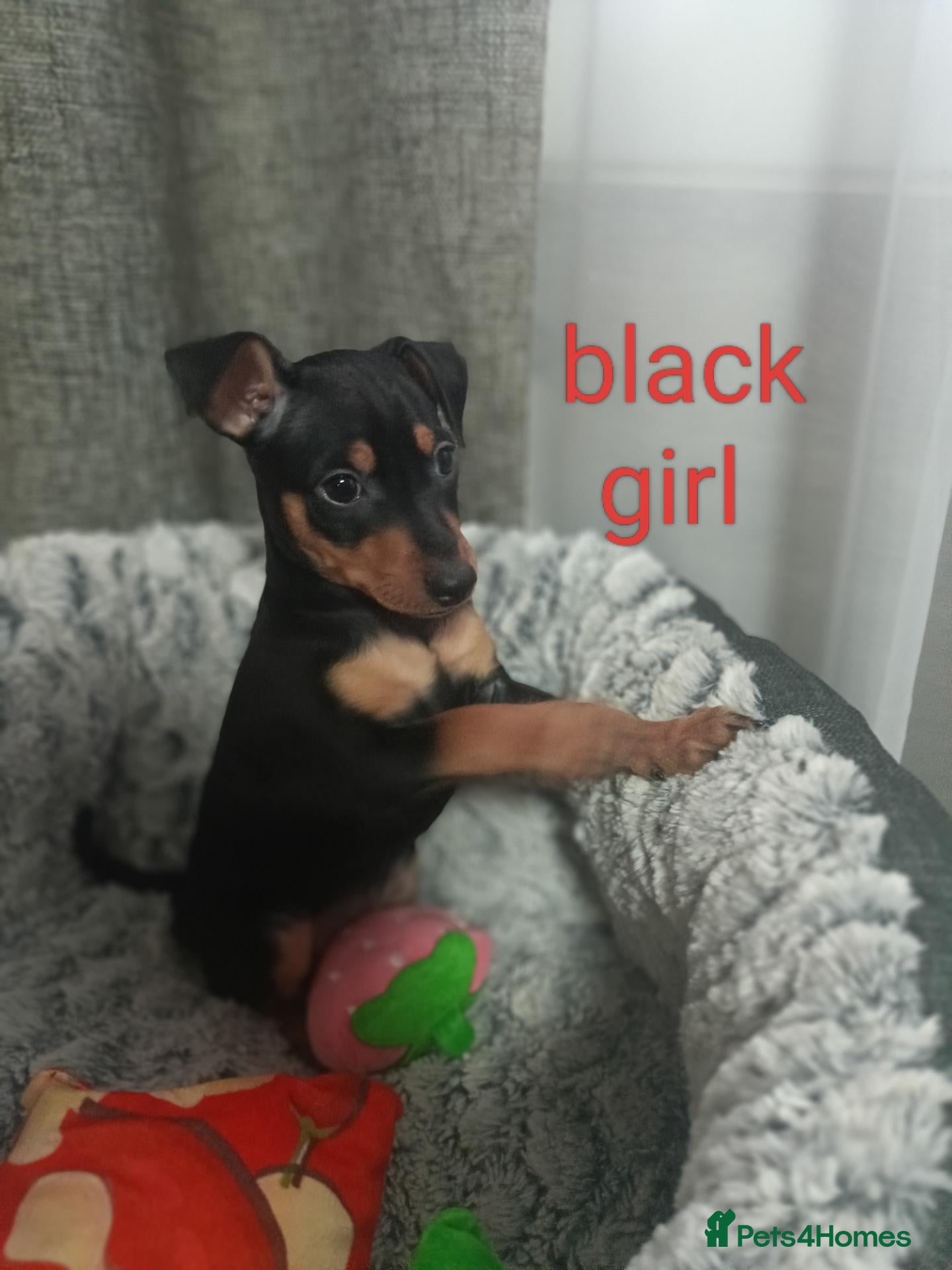 Miniature Pinscher dogs 6 Beautiful Miniature pincher Puppies  - Advert 2