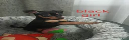 Miniature Pinscher dogs for sale: 6 Beautiful Miniature pincher Puppies  - Advert 2