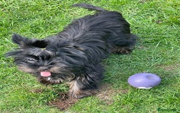 Yorkshire Terrier dogs for sale: 🥰🥰Yorkshire Terrier black tan🐶🐶 - Image 6