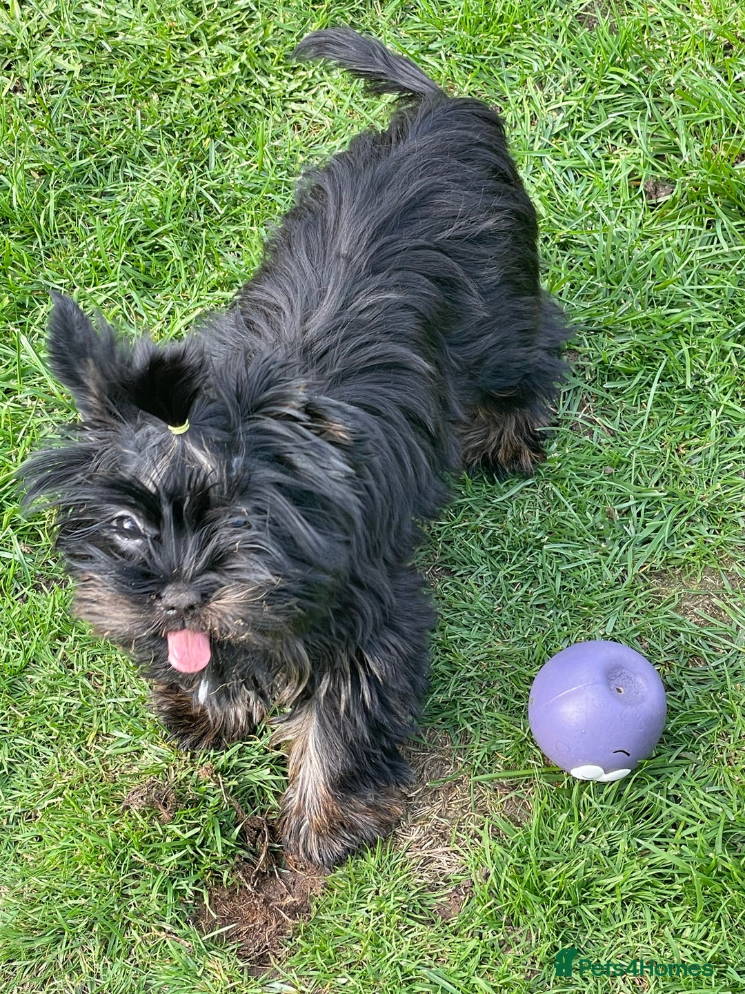 Yorkshire Terrier dogs for sale: 🥰🥰Yorkshire Terrier black tan🐶🐶 - Image 6