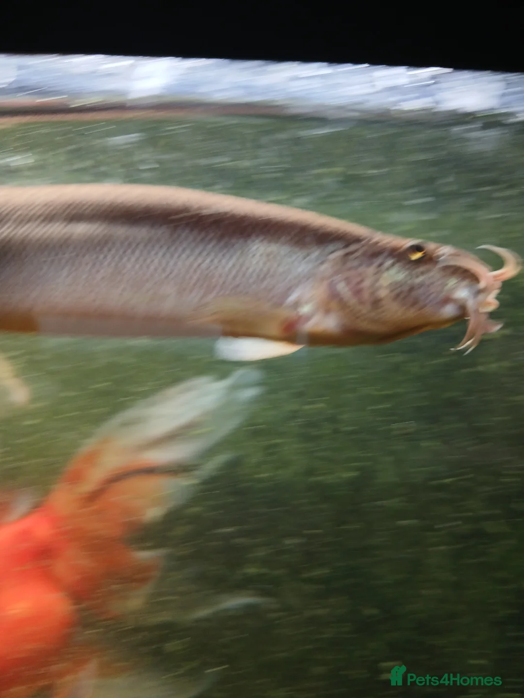 Loaches fish for sale: 2 Freshwater weather loaches  - Advert 1