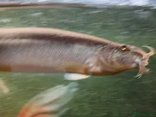 Loaches fish 2 Freshwater weather loaches - Advert 3