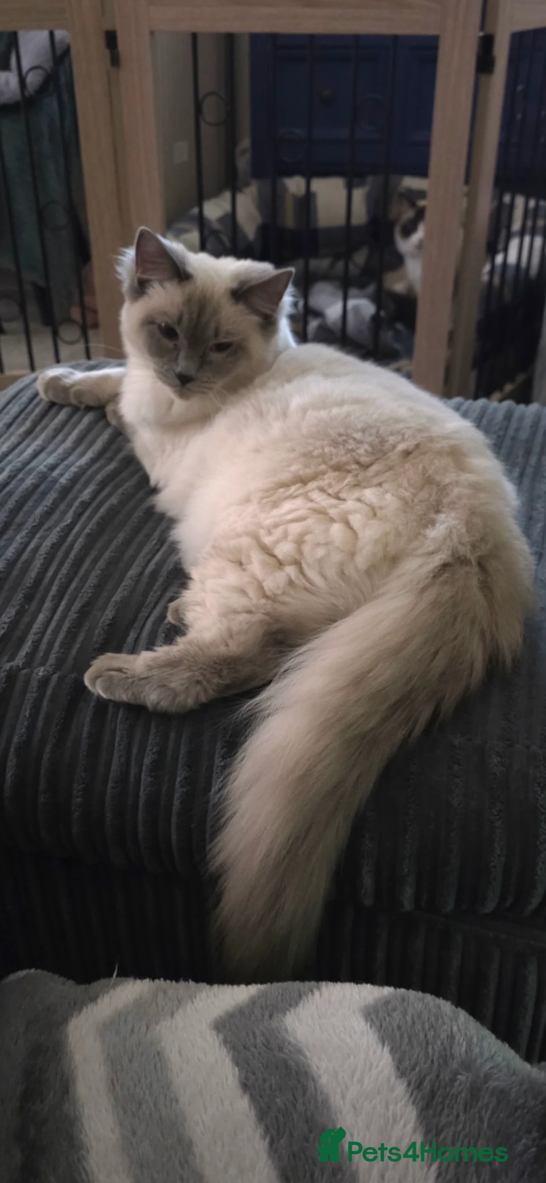 Ragdoll cats for sale: 6 month old female Blue Point - Advert 3