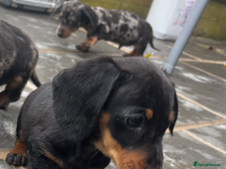 Miniature Dachshund dogs Beautiful kc registered miniature dachshunds - Advert 1
