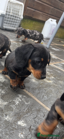 Miniature Dachshund dogs Beautiful kc registered miniature dachshunds - Advert 1