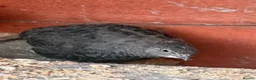 Quail poultry for sale: 5 girls male Japanese Dark Coturnix Quail  - Advert 4