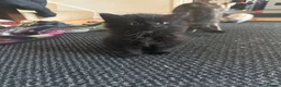 Mixed Breed cats for sale: 2 female kittens  - Advert 2