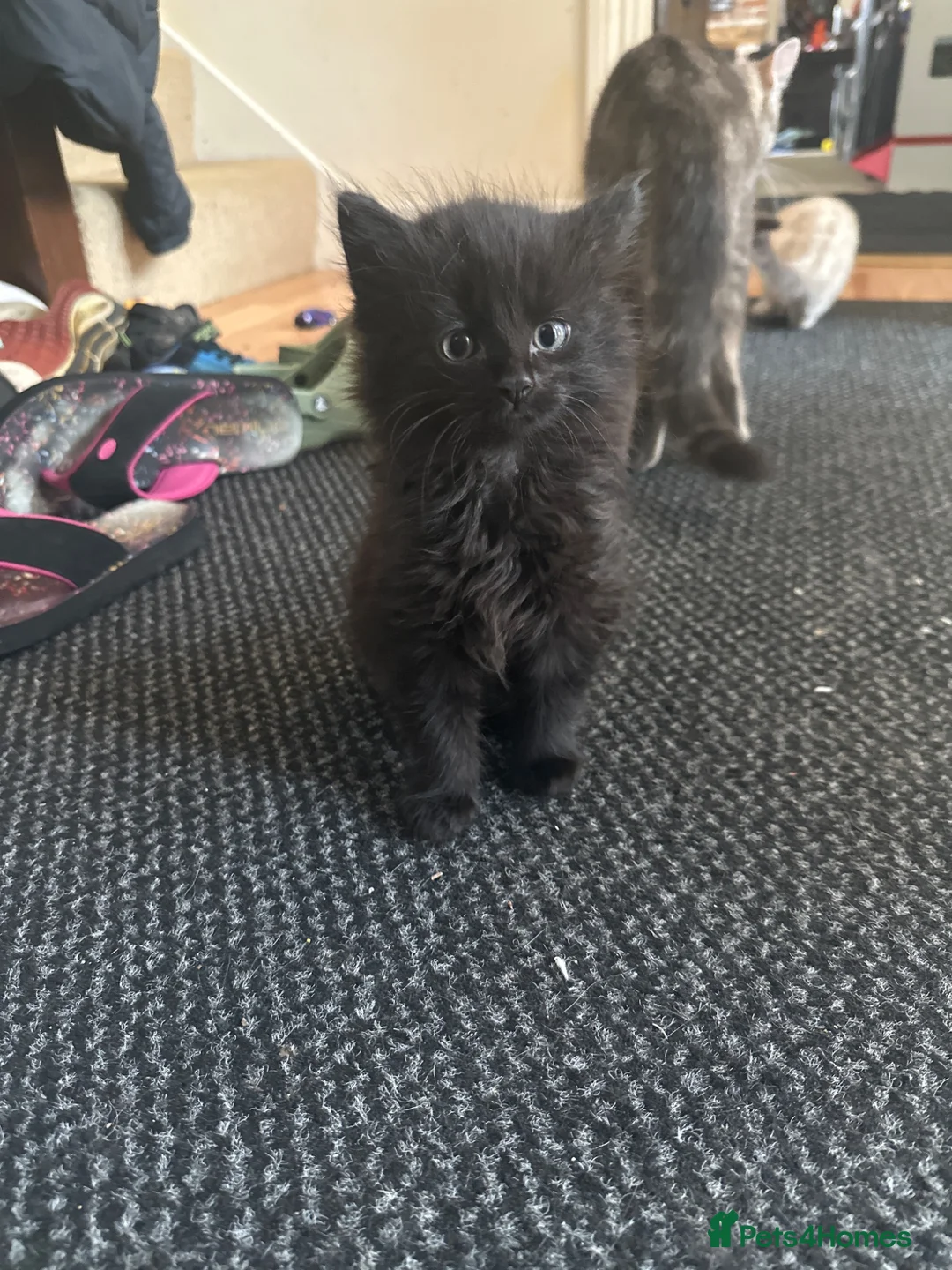Mixed Breed cats for sale: 2 female kittens  - Advert 2