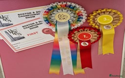 Pomeranian dogs for stud: Stud Dog-NOT FOR SALE in Luton - Image 7