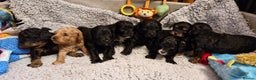 Cavapoo dogs for sale: Gorgeous F1b Cavapoo puppys Health tested parents  - Advert 8