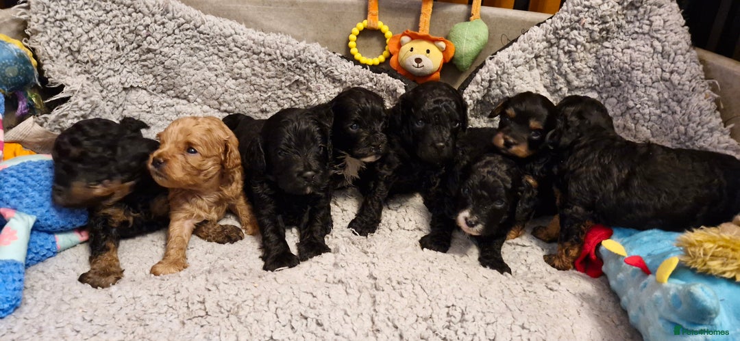 Cavapoo dogs for sale: Gorgeous F1b Cavapoo puppys Health tested parents  - Advert 8