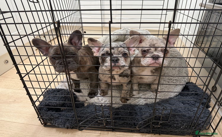 French Bulldog dogs 3 Female Merle French Bulldogs - Advert 4