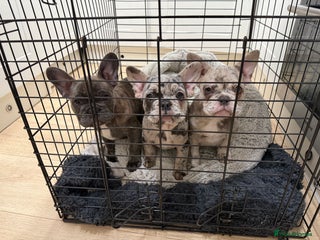 French Bulldog dogs 3 Female Merle French Bulldogs - Advert 4