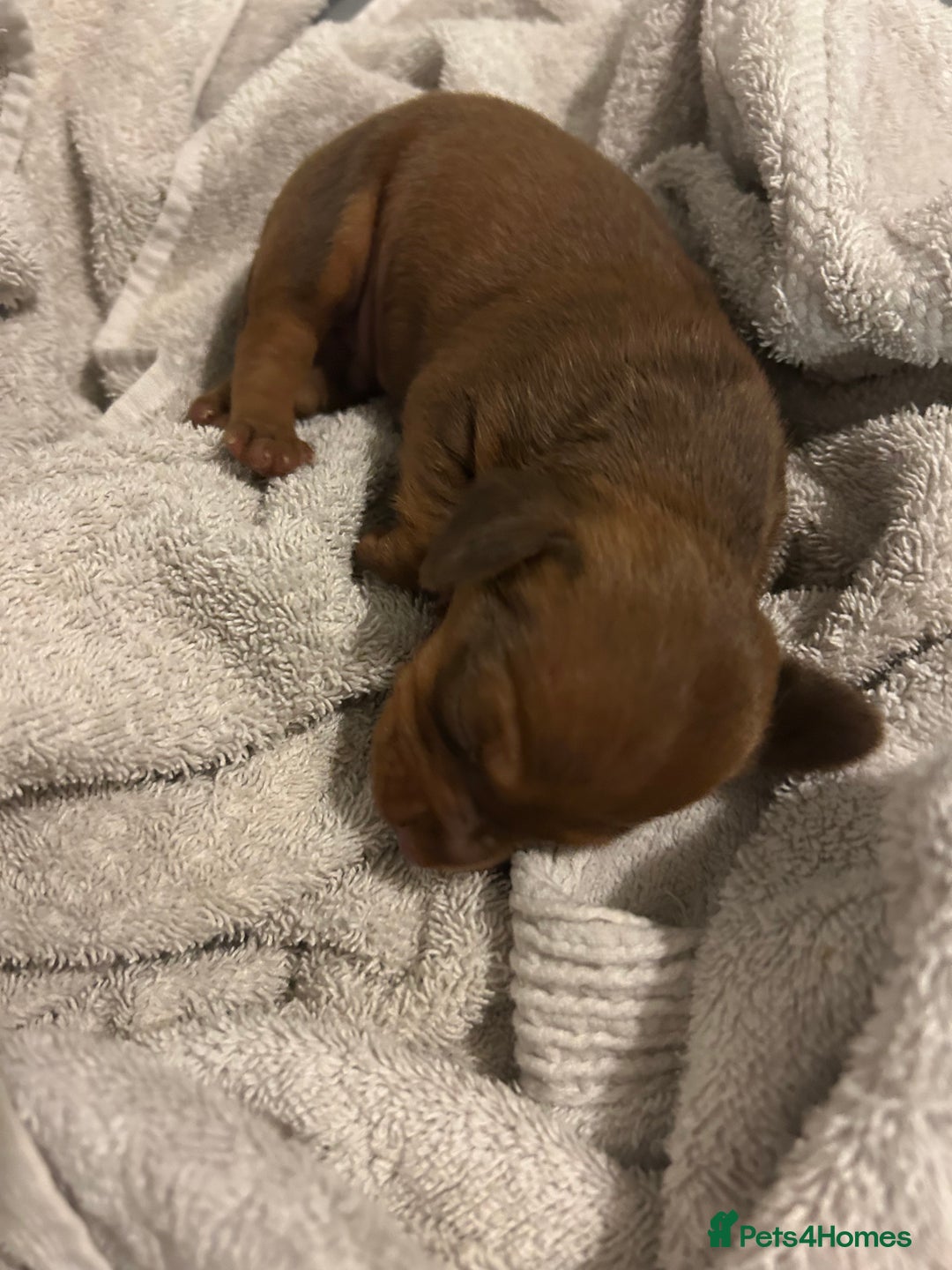 Dachshund dogs for sale: Mini daushound pups 3 available 2 boys and 1 girl - Advert 4