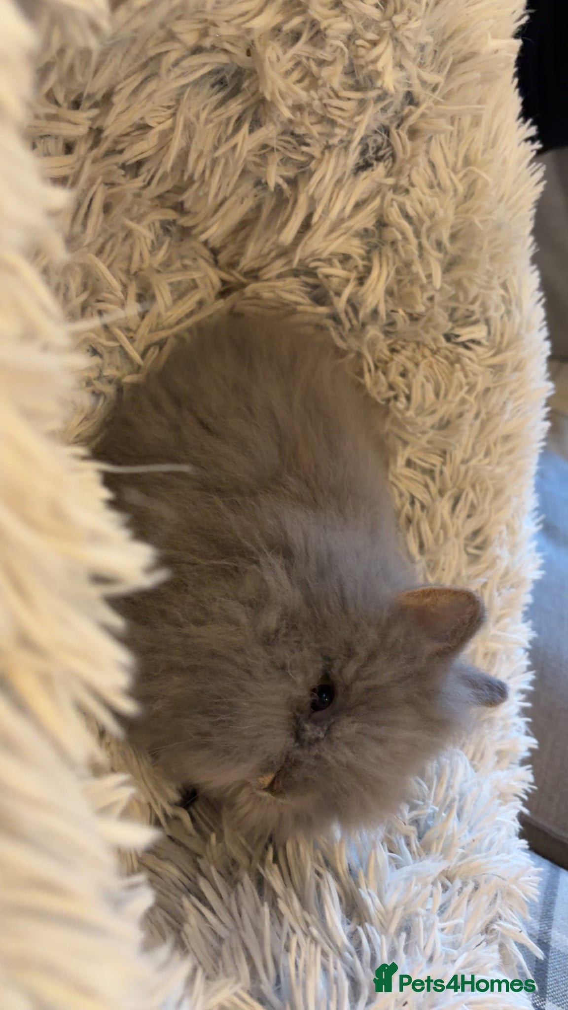 Lionhead rabbits Two male double main lion head rabbits  - Advert 1