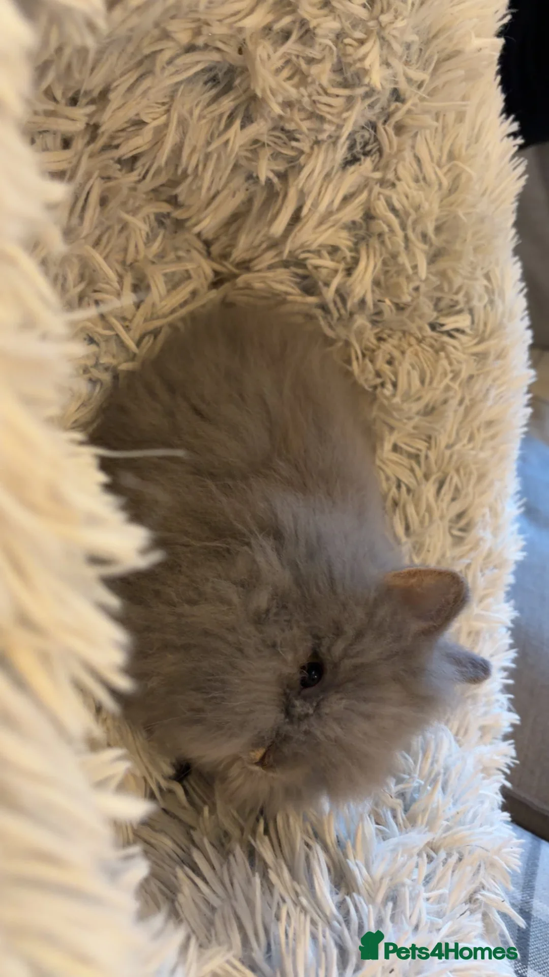 Lionhead rabbits for sale: Two male double main lion head rabbits  - Advert 1