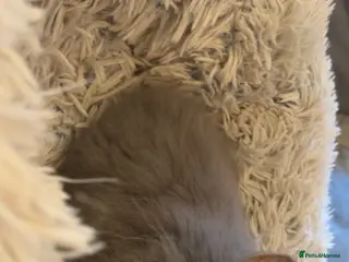 Lionhead rabbits Two male double main lion head rabbits - Advert 2