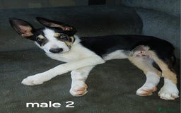 Border Collie dogs for sale: Border Collie pups in Barrow-in-Furness - Image 5