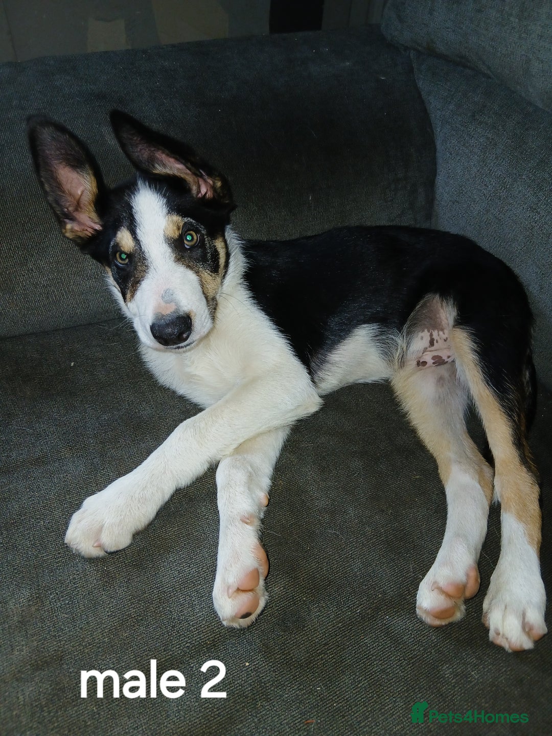Border Collie dogs for sale: Border Collie pups in Barrow-in-Furness - Image 5
