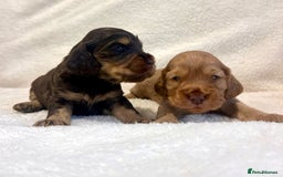 Cocker Spaniel dogs for sale: Show cockers champion bloodlines. simbawood lines. - Image 10