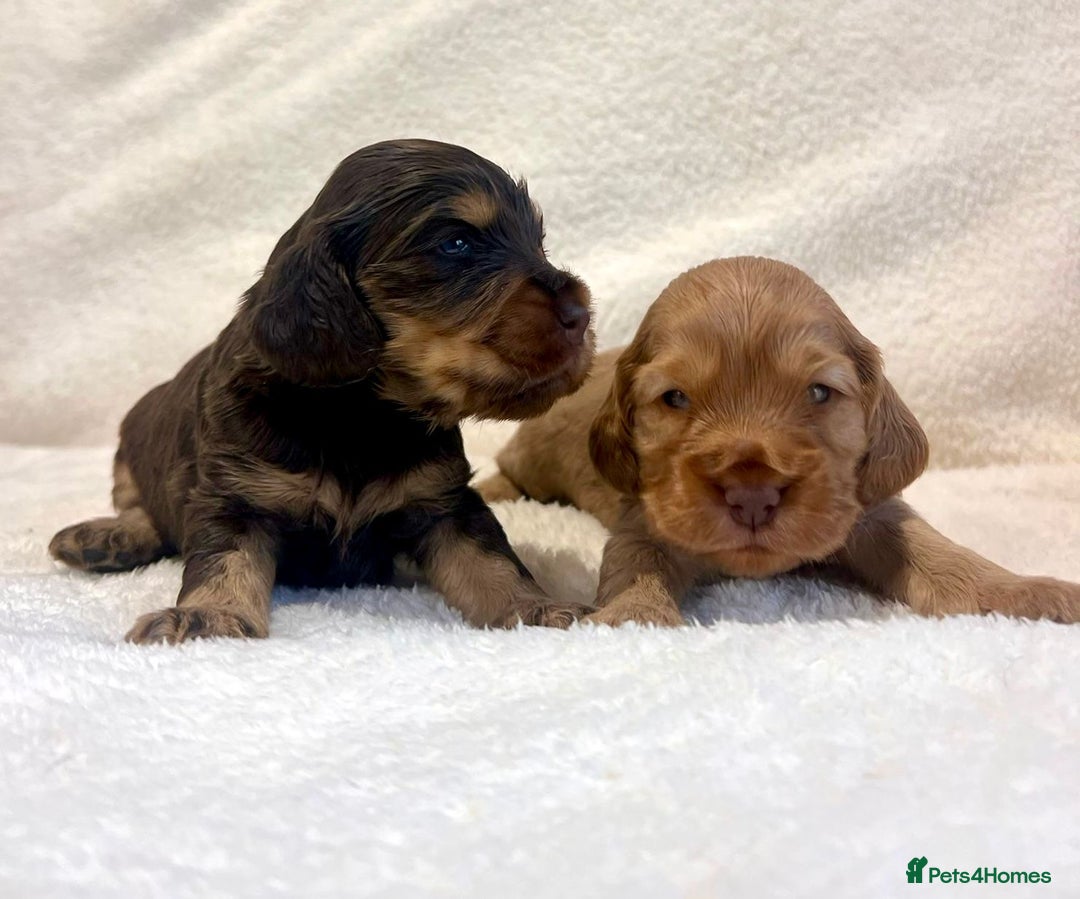 Cocker Spaniel dogs for sale: Show cockers champion bloodlines. simbawood lines. - Image 10