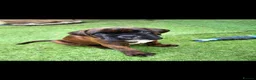 Boxer dogs for sale: Beutyful bobtail/ tailed Boxer puppy - Advert 1